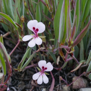 Pelargonium linearis